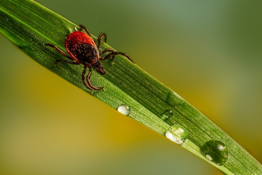 Understanding Lyme Disease