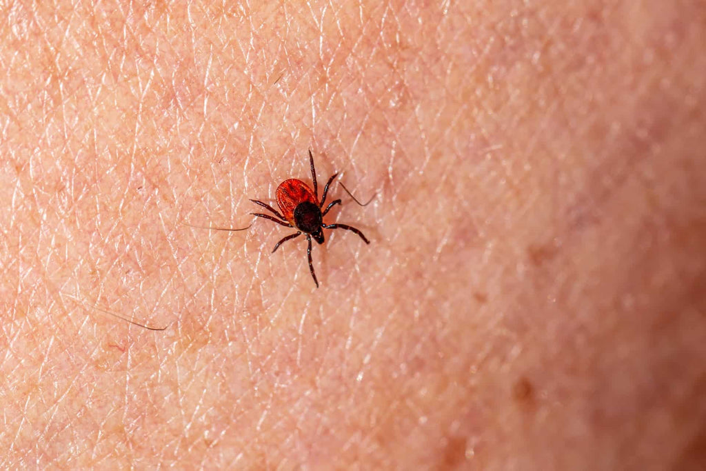 What Does a Lyme Disease Rash Look Like: Identifying Symptoms and Seeking Treatment